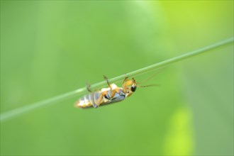 Close-up of soldier beetle (Cantharis fusca) in a meadow in spring