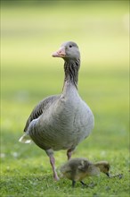 Close-up of a Greylag Goose (Anser anser) mother with her chick on a meadow in spring