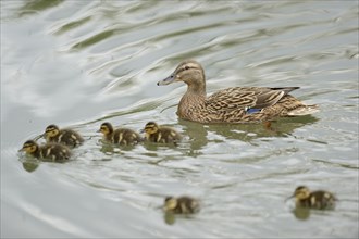 Close-up of a mallard or wild duck (Anas platyrhynchos) mother with her chicks swimming on a little