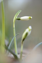 Close-up of Spring Snowflake (Leucojum Vernum) blossoms in spring, Bavaria, Germany, Europe