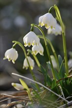 Close-up of Spring Snowflake (Leucojum vernum) blossoms in a forest in spring