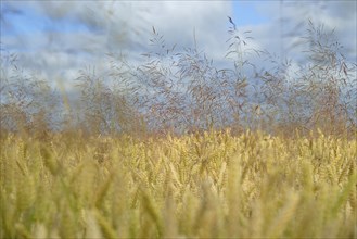 Cereal field, unseeded wheat (Triticum aestivum) interspersed with true grass (Poaceae), blue