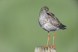 Common redshank (Tringa totanus), standing on a pole, Lower Saxony, Germany, Europe