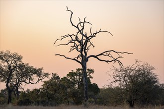 Dead tree in the African savannah, at sunset, Kruger National Park, South Africa, Africa