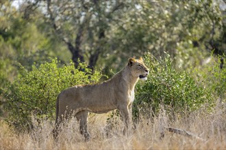 Lion (Panthera leo), adult female, standing in high grass, African savannah, Kruger National Park,