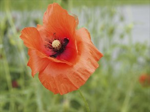 Poppy (Papaver), close-up with focus stacking, near Heimschuh, Styria, Austria, Europe