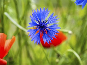 Cornflower (Centaurea cyanus), near Heimschuh, Styria, Austria, Europe