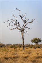 Standing alone dead tree in the African savannah, in the evening light, Kruger National Park, South