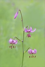 Martagon lily (Lilium martagon) in a forest in spring, lily family, medicinal plant, macro, nature