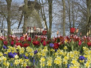 Blooming tulips and daffodils in front of a windmill in a spring landscape with trees, many