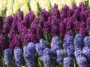 Colourful hyacinths in yellow, purple and blue colours blooming in the garden, many colourful,