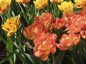 Vibrant orange and yellow tulips in full bloom in a spring flower bed, many colourful, blooming
