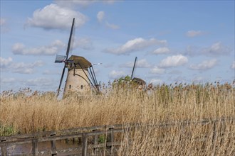 Windmills above high reeds under a cloudy sky, a natural setting, windmills of Kinderdijk on a
