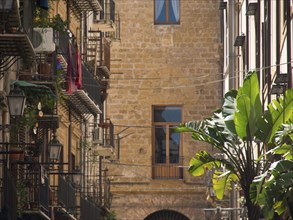 Narrow historic alley with balconies, windows and green plants, palermo in sicily with an
