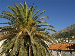 High palm tree towers over tiled roofs and houses under a clear sky, the old town of Dubrovnik with