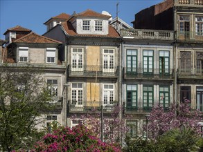 Several townhouses with colourful facades and windows, surrounded by flowering trees under a clear