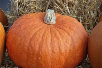 A large hear on a background of straw in an autumnal scenery, many colourful pumpkins for