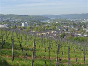 Vineyards stretch over hills while a city lies in the background under a clear blue sky, green