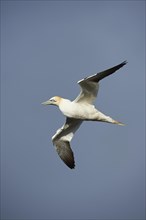 Northern gannet (Morus bassanus) flying over the sea, wildlife, Helgoland, Germany, Europe