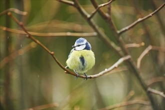 Close-up of a Eurasian blue tit (Cyanistes caeruleus or Parus caeruleus) in early spring