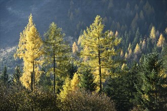 Landscape of yellow European larch (Larix decidua) trees growing in a forest on a mountain in