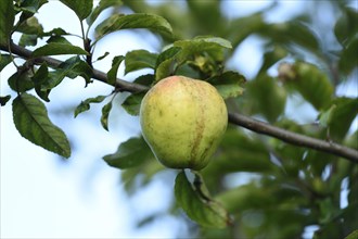 Close-up of an apple hanging on a branch in a garden in summer