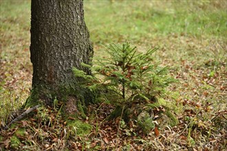 A little Norway spruce (Picea abies) tree growing in a forest in autumn, Bavaria, Germany, Europe