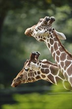 Portait of a reticulated giraffe (Giraffa camelopardalis reticulata)