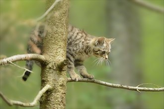 Close-up of a European wildcat (Felis silvestris silvestris) kitten in a forest in spring, Bavarian