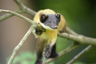 Close-up of a yellow-throated marten (Martes flavigula) in a forest, captive