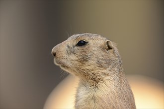 Close-up of a black-tailed prairie dog (Cynomys ludovicianus) in spring