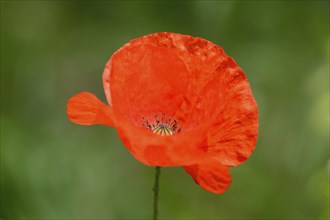 Close-up of a corn poppy (Papaver rhoeas) blossom in a meadow in spring