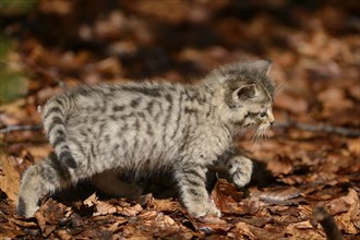 Close-up of a European wildcat (Felis silvestris silvestris) kitten in a forest in spring, Bavarian