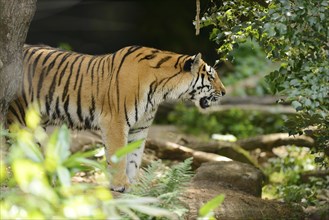 Close-up of a Siberian tiger (Panthera tigris altaica) in a forest, captive