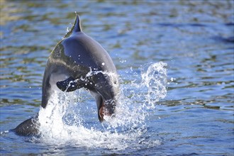 Common bottlenose dolphin (Tursiops truncatus) swimming in the water, captive