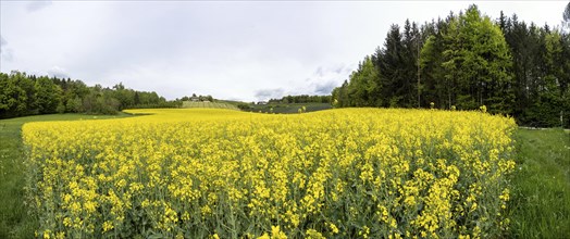 Rape field in bloom, panoramic shot, near Riegersburg, Styria, Austria, Europe