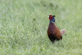 Hunting Pheasant (Phasianus colchicus), Emsland, Lower Saxony, Germany, Europe