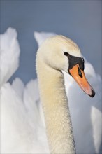 Portrait of a Mute Swan (Cygnus olor) swimming in the water in spring