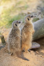 Close-up of two little meerkat or suricate (Suricata suricatta) babies making male in sand