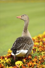 Close-up of Greylag Goose (Anser anser) in a flowerbed in spring
