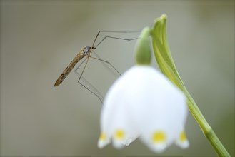 Close-up of a Crane fly (Tipula oleracea) on a Spring Snowflake (Leucojum vernum) blossom in a