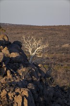 Leafless trees growing on a rocky barren hill, tree with white bark, Hobatere Concession, Namibia,