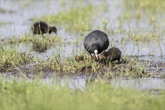 Common coot (Fulica atra) with juvenile, Lower Saxony, Germany, Europe