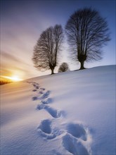 Footprints in fresh snow on a hill with a row of trees in winter, backlight, AI generated, AI