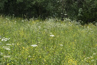 Natural meadow with various flowers, bee forage meadow, forage meadow, Baden-Wuerttemberg, Germany,