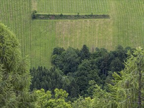 Vineyard at the edge of the forest, view from the Demmerkogel lookout point, St. Andrae-Hoech,