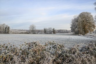 Frost-covered meadow with shrubs in the foreground, trees in the background and wintry landscape,