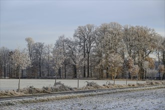 A winter landscape with frozen field, trees and road under a cloudy sky, Frosty winter time in the