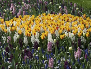 A colourful field of yellow, white and purple spring flowers in a green park, many colourful,