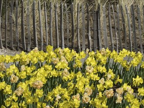 A fence made of wooden poles next to a field of wild daffodils in full bloom, many colourful